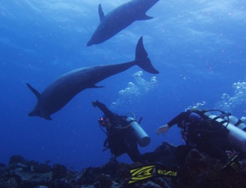 Rangiroa dolphins